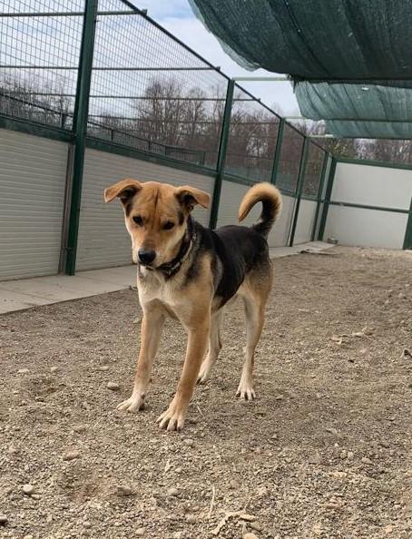 Poseidone, adozione del cuore, un po’ timoroso Foto 2